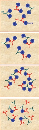 א-ב. בתערובת של נוגדנים שונים כנגד אותו קולטן: כאשר כמות הנוגדנים(אדום וירוק) גדלה ביחס לכמות הקולטנים(כחול), גדלים צברי הקולטנים (א ו-ב). צברים בגודל מרבי מושגים כאשר היחס בין כמות הנוגדנים לכמות הקולטנים אופטימלי (ג). במצב זה, תוספת של נוגדנים תוביל להיווצרות צברים קטנים יותר (ד)